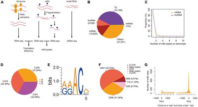 Transcriptome-wide analyses of RNA m6A methylation in hexaploid wheat reveal its roles in mRNA translation regulation